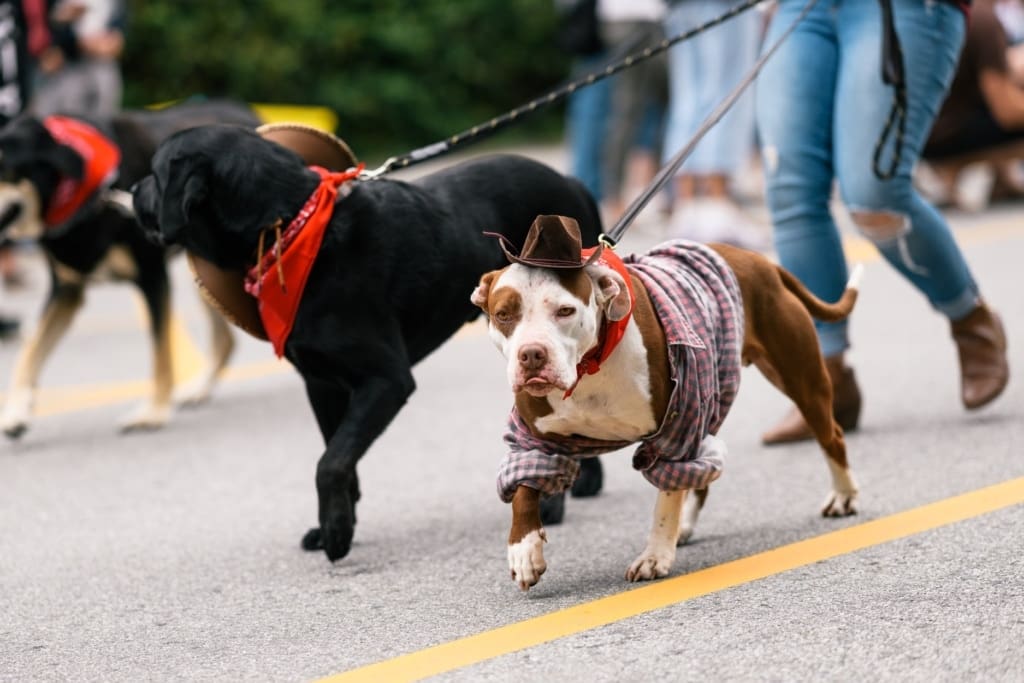 69261205_2098302563603981_4427879414071558144_o