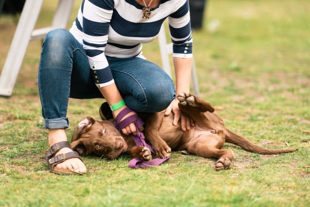 69395902_2098217486945822_7381197079688773632_o